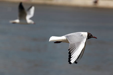 black headed white bird flying thumbnail