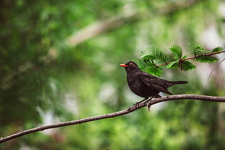 common blackbird perched on tree thumbnail