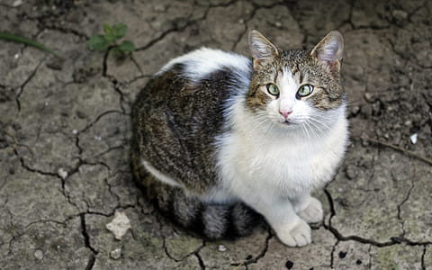 White and Brown Tabby Cat thumbnail