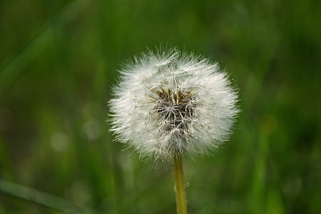 White Dandelion thumbnail
