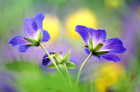 purple flowers thumbnail