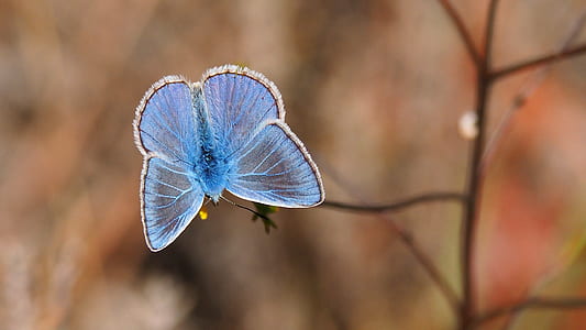 blue and white butterfly in selective focus photography thumbnail