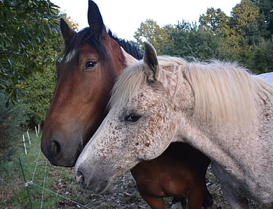 brown and white horse in the middle of trees thumbnail