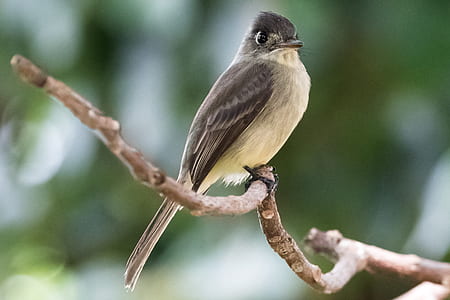 selective focus photography of bird on tree branch thumbnail