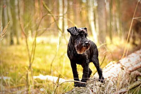 black miniature schnauzer thumbnail