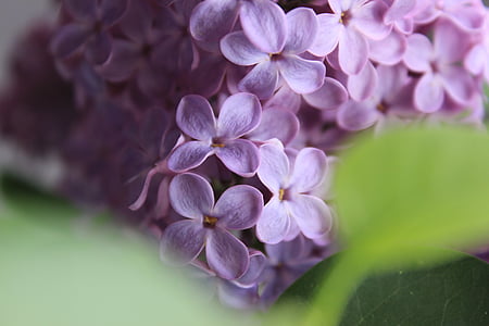 focus photography of pink petaled flower thumbnail
