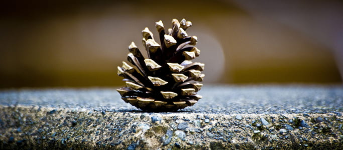 conifer cone on gray surface thumbnail