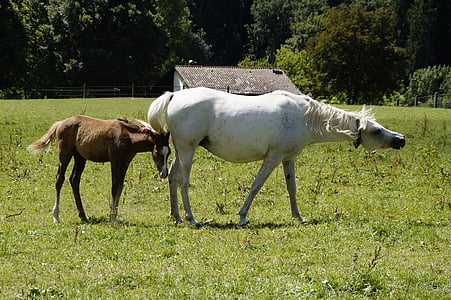 two horses walking on grass field thumbnail