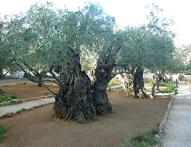 green tree thumbnail