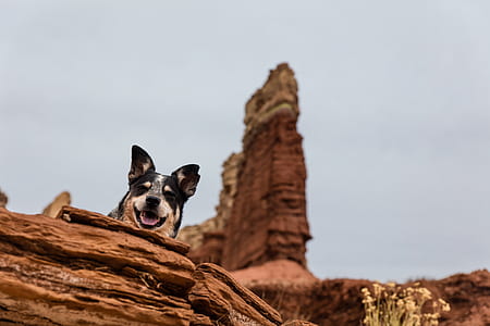 Australian cattle dog on top of rock near rock formation at daytime thumbnail