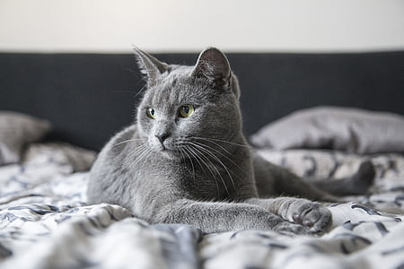 short-coated gray cat thumbnail