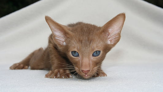 short-coated brown kitten photo thumbnail