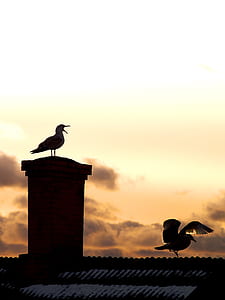 silhouette of birds on roof thumbnail