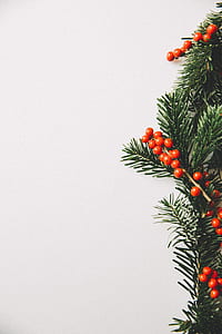 photo of green tree with orange fruits thumbnail