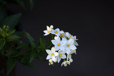 white flower in selective focus photography thumbnail