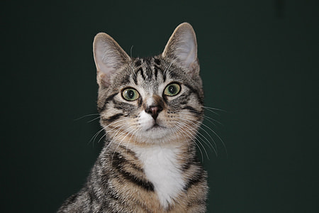 short-fur brown and black cat thumbnail