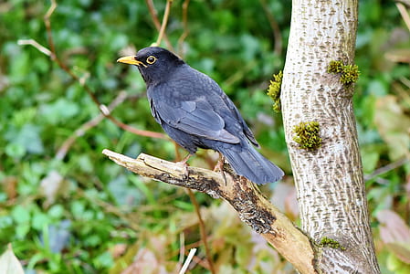 selective focus photo of common blackbird perching on tree thumbnail