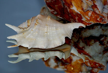 beige conch thumbnail