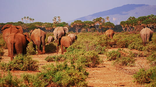 group of elephants thumbnail