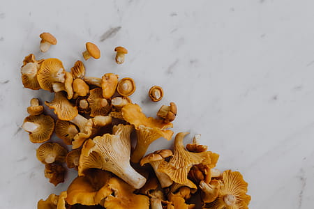 Picking mushrooms chantarelle in the woods thumbnail