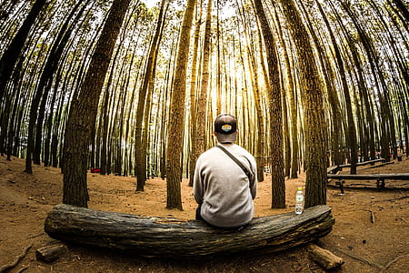 nature photography of man sitting on trunk bench front of trees at daytime thumbnail