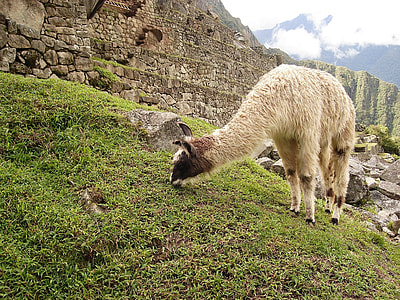 Llama Feeding on the Grass at Machu Picchu, Peru thumbnail