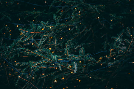 photo of green leafed tree thumbnail