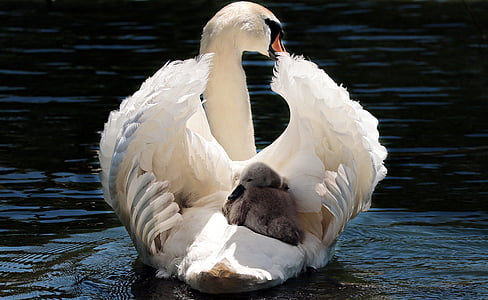 white swan with gray duckling on water at daytime thumbnail