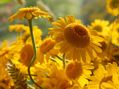 selective focus photography of sunflower thumbnail
