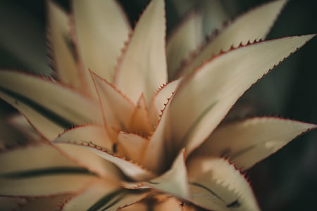 closeup photography of plant thumbnail