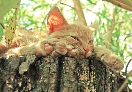 orange tabby cat on wood log thumbnail