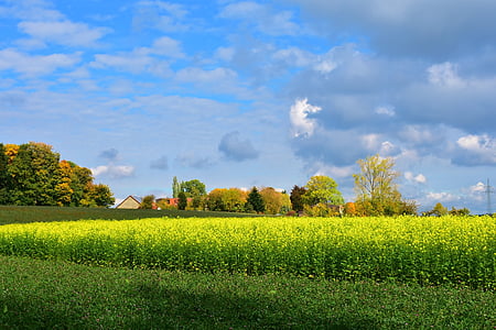 yellow flower field at daytime thumbnail