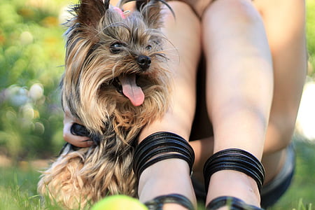 woman sitting on grass beside dog thumbnail