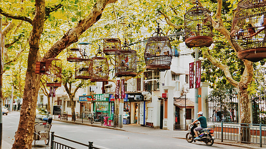 bird cages hanging on tree near establishment during daytime thumbnail