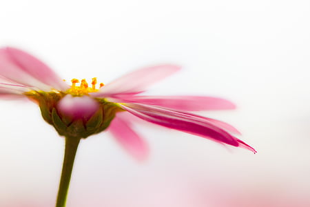 shallow focus photography of pink flower thumbnail