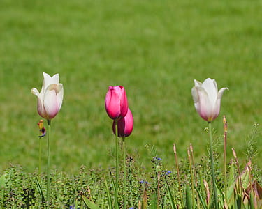 three pink tulip flowers thumbnail