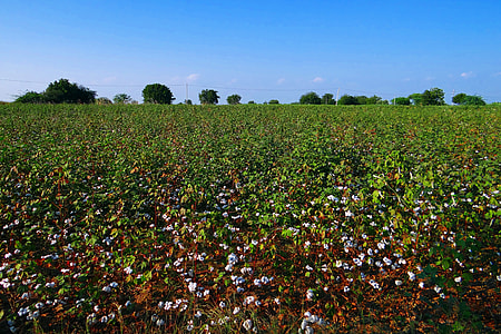green leafed plants and trees under blue sky thumbnail