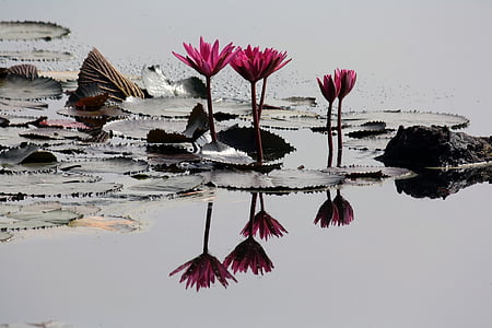 purple petaled flowers thumbnail
