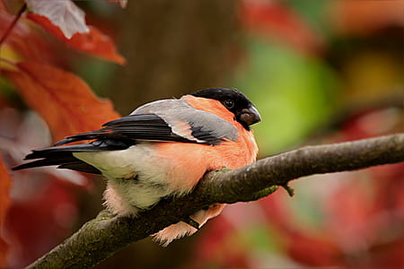 orange, gray, and black bird on brown tree branch in tilt shift lens photography thumbnail