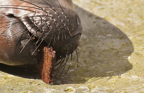 brown seal on ground during daytime thumbnail