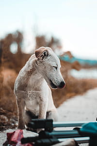 short-coated white puppy thumbnail