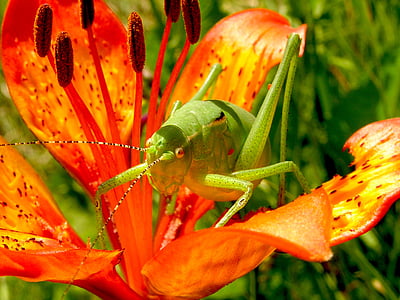 close up photo of green cricket on orange petaled flower thumbnail