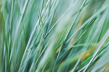 closeup photography of green grass thumbnail