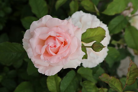 selective focus photography of pink rose flower thumbnail