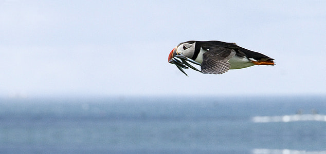 Flying Puffin with fish in mouth thumbnail