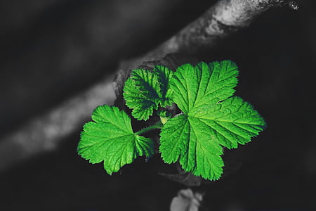 green leaf thumbnail