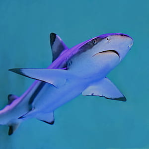 photo of gray and white shark underwater thumbnail
