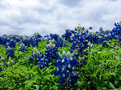 photo of blue petaled flower plant field thumbnail