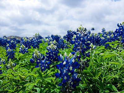 blue and green flowers under blue sky during day time thumbnail