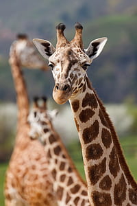 bokeh shot of brown and white giraffe thumbnail